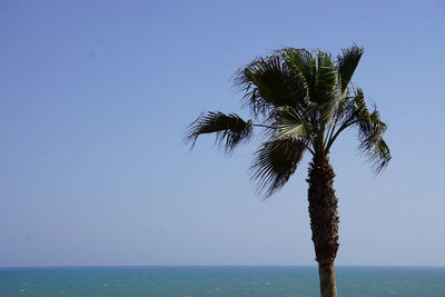 Palm tree by sea against clear sky