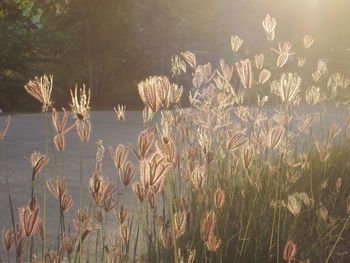 Plants against sky during sunset