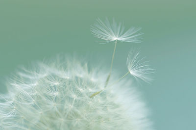 Close-up of dandelion