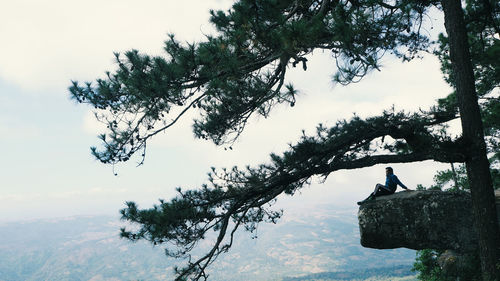 View of bird on branch against sky