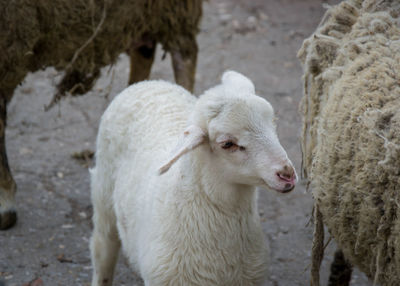 Sheep standing in a field