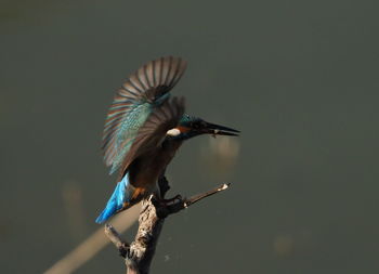 Close-up of bird perching on a branch