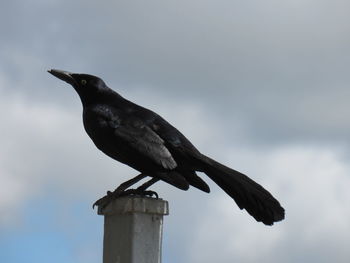 Low angle view of bird perching on wooden post