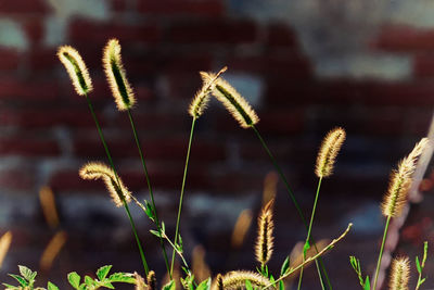 Close-up of plants against blurred background