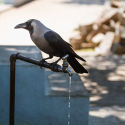 Close-up of crow perching on faucet
