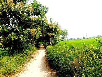 Footpath amidst trees against sky
