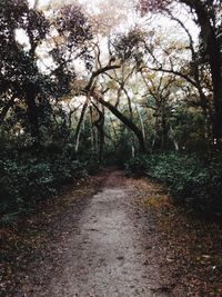 Road passing through forest