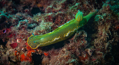 Fish swimming in sea