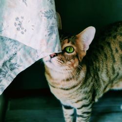 Close-up portrait of a cat