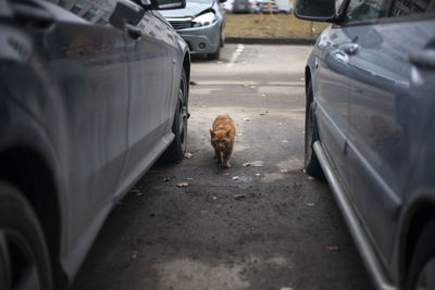 Red cat in the spring. homeless cat is looking for a cat. a cute animal is thrown on the street.