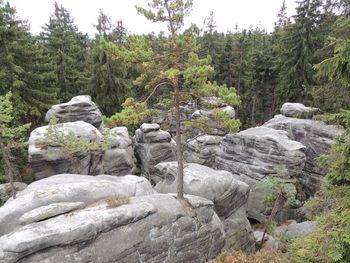 Rocks in forest against sky