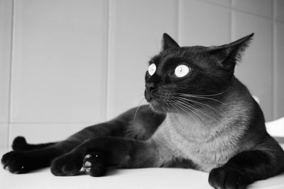 Close-up of black cat looking away at home