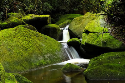 Scenic view of waterfall in forest