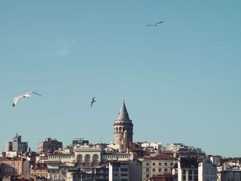 Seagulls flying over buildings in city against clear sky