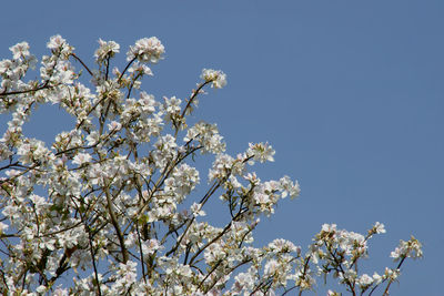 Low angle view of cherry blossoms against clear blue sky