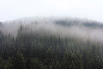 Scenic view of forest against sky during foggy weather