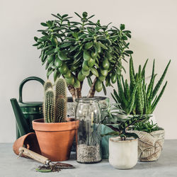 Potted plants on table against wall at home