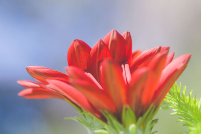 Close-up of day lily blooming against sky