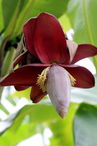 Close-up of red lily blooming outdoors