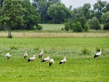 Flock of birds on grassy field