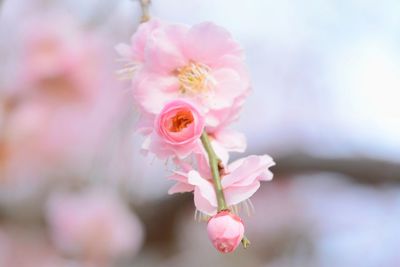 Close-up of pink cherry blossom