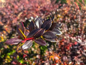 Close-up of maple leaves on land