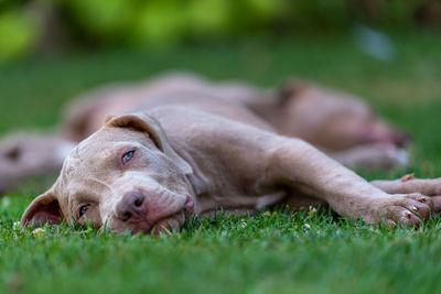 American bully xxl