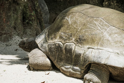 Close-up of turtle in zoo