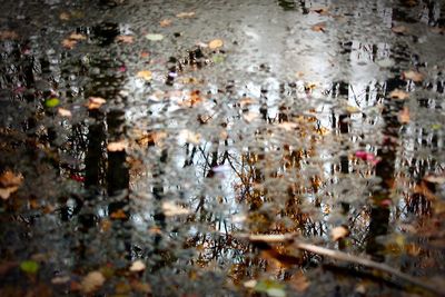 Close-up of wet plants during rainy season