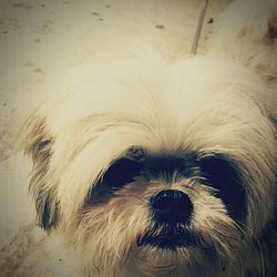 Close-up portrait of dog