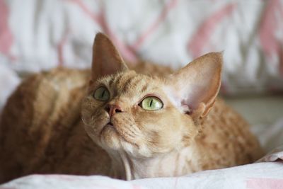 Devon rex cat