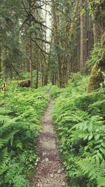 Narrow pathway along trees in forest