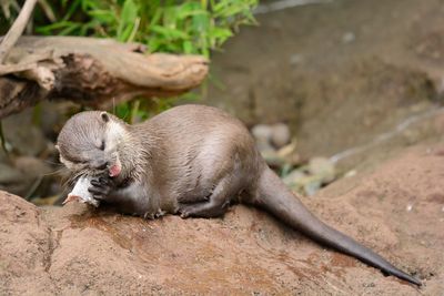 Close-up of otter