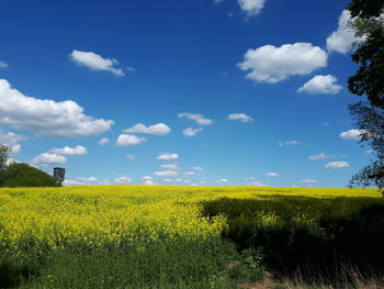 Scenic view of oilseed rape field against sky