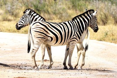 Zebra standing