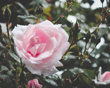 Close-up of raindrops on pink rose