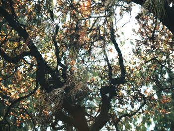 Low angle view of tree against sky