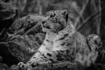 Close-up of a cat looking away