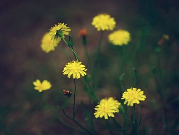 Close-up of yellow flowering plant