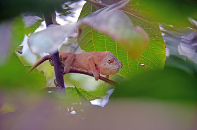 Close-up of lizard on tree