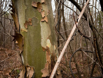 Close-up of lizard on tree trunk in forest