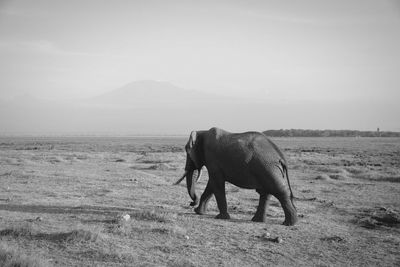 Elephant kilimanjaro