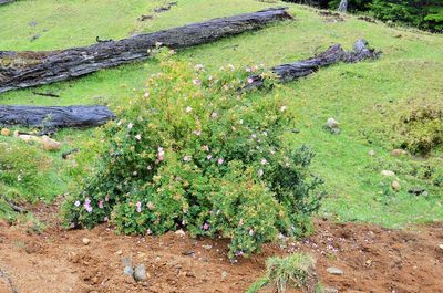 Plants growing on field