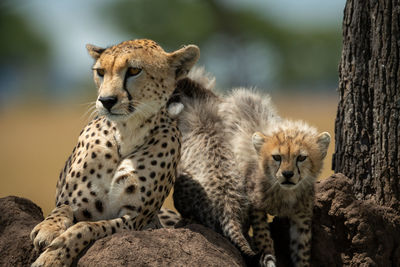 Cheetah family sitting on rock in forest