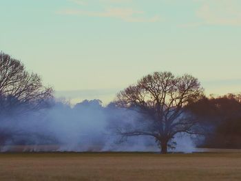 Trees on field against sky