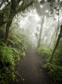 Trees growing in forest