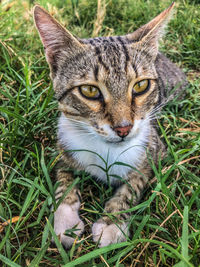 Close-up portrait of a cat on field