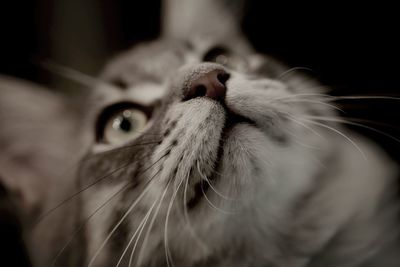 Close-up of cat looking up
