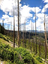 Scenic view of forest against sky