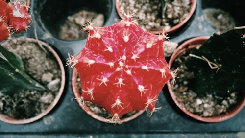 Close-up of strawberries